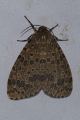 Olepa ricini