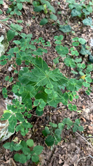 Euphorbia squamosa