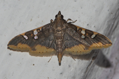 Prophantis adusta