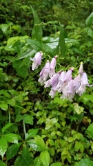 Penstemon smallii