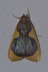 Prooedema inscisalis