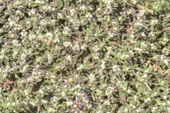 Alternanthera bettzickiana