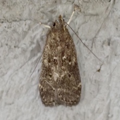 Helcystogramma melantherella