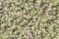 Alternanthera bettzickiana