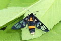 Amata sperbius