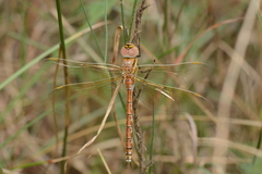 Anaciaeschna jaspidea