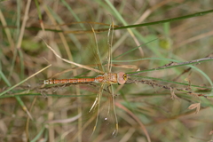 Anaciaeschna jaspidea