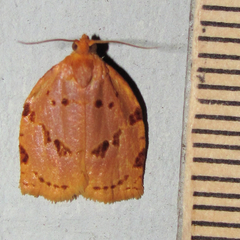 Archips rileyana