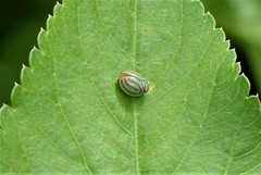 Hemisphaerius interclusus