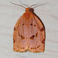 Archips rileyana