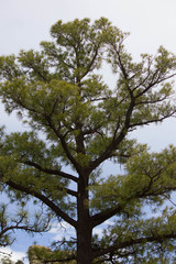 Pinus leiophylla