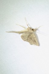 Phalaenostola eumelusalis