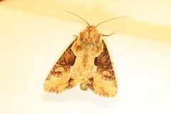 Lateroligia ophiogramma