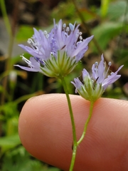Gilia capitata capitata