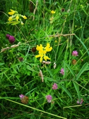 Bistorta officinalis