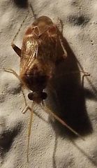 Hamatophylus guttulosus