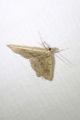 Phalaenostola eumelusalis