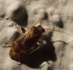 Hamatophylus guttulosus