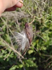 Araujia angustifolia