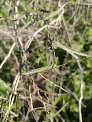 Araujia angustifolia