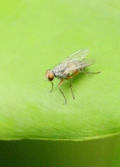 Pygophora immaculipennis