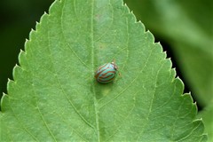 Hemisphaerius interclusus