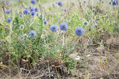 Echinops ritro