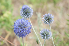Echinops ritro
