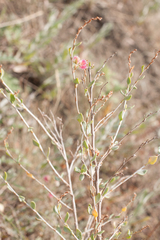 Atraphaxis replicata