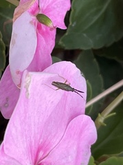 Heterotoma planicornis