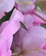 Heterotoma planicornis