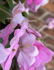 Heterotoma planicornis