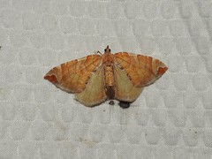 Eulithis molliculata