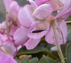 Heterotoma planicornis
