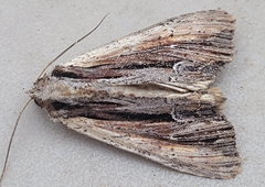 Apamea verbascoides