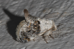 Niphopyralis