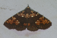 Saroba pustulifera