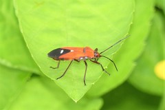 Oncopeltus nigriceps