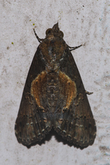 Lophoptera illucida