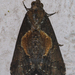 Lophoptera illucida - Photo (c) Vijay Anand Ismavel, some rights reserved (CC BY-NC)