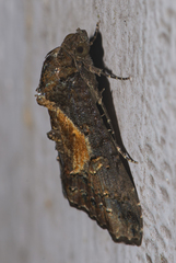 Lophoptera illucida
