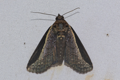 Lophoptera squammilinea