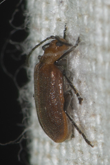 Galerucella placida