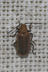 Galerucella placida