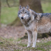 Eurasian Wolf - Photo (c) The Wasp Factory, some rights reserved (CC BY-NC-SA)