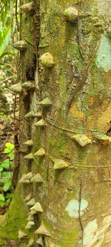 Image of Zanthoxylum martinicense by (c) ritirene, some rights reserved (CC BY)