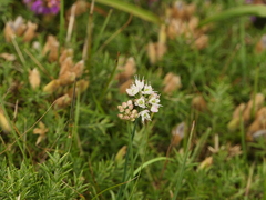 Allium ericetorum