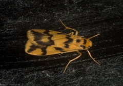 Tigrioides alterna