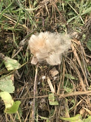 Eriophorum chamissonis