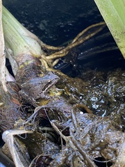 Pseudacris hypochondriaca